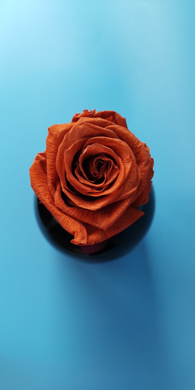 ​Stabilized rose bud 6cm brown hot chocolate