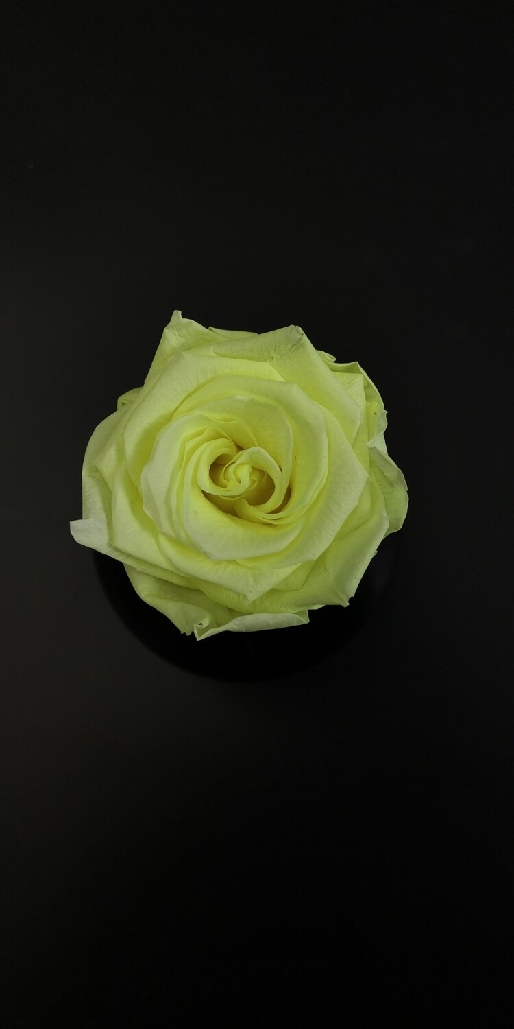 Роза желтая 6,5-7см  стабилизированная neon yellow