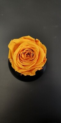 Роза оранжевая 6,5-7см стабилизированная orange clair