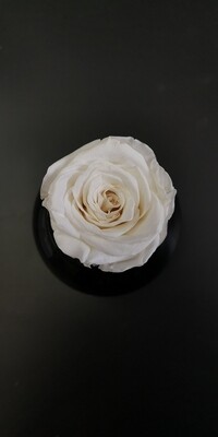 Роза белая 4,5-5см стабилизированная Китай