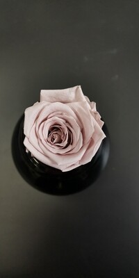 Роза мокко 4см стабилизированная