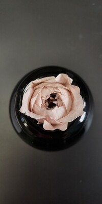 Роза мокко пионовидная 3-4см стабилизированная
