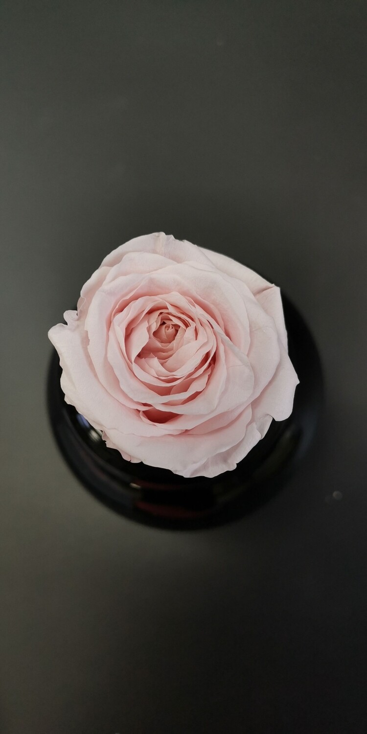 Роза розовая нежная 5см стабилизированная 
