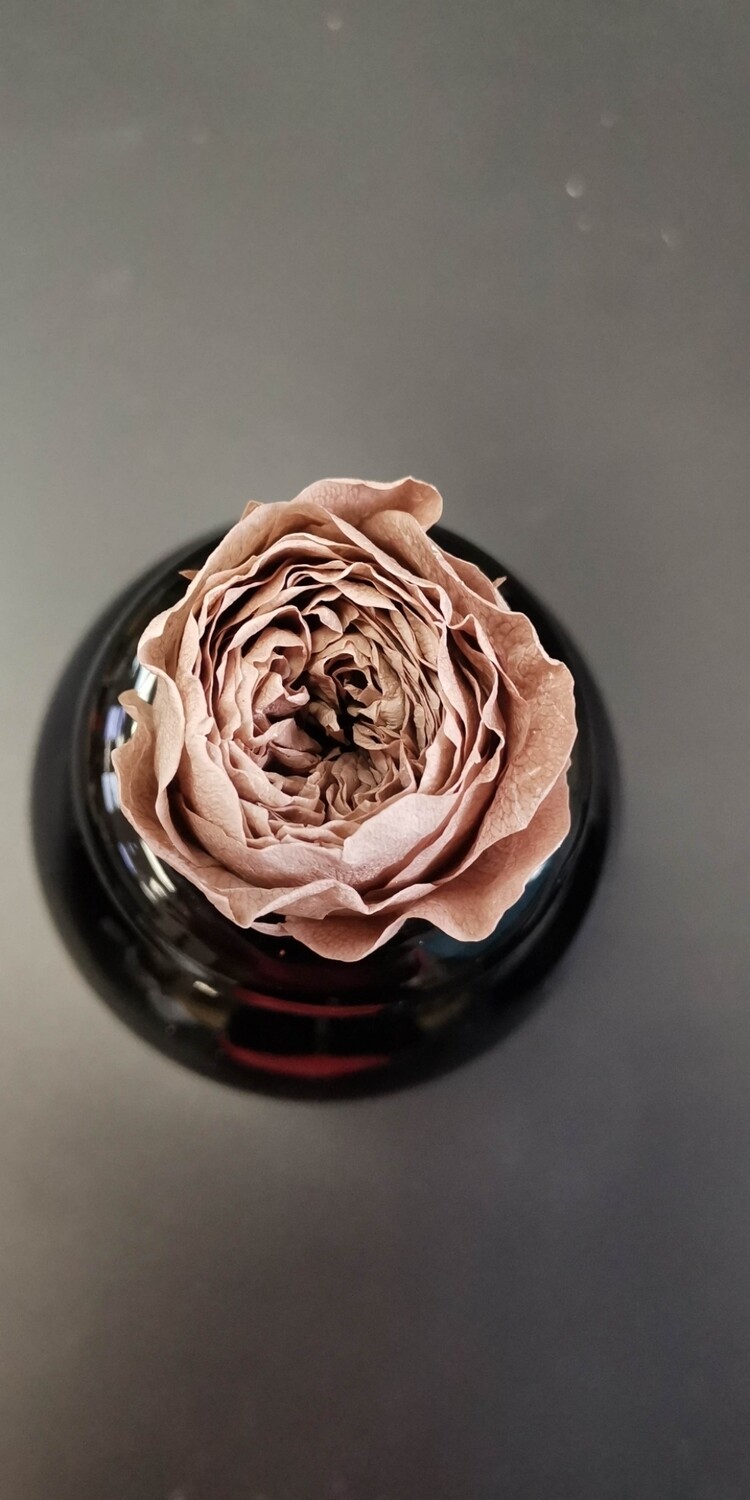Роза коричневая кофейная 4см пионовидная стабилизированная