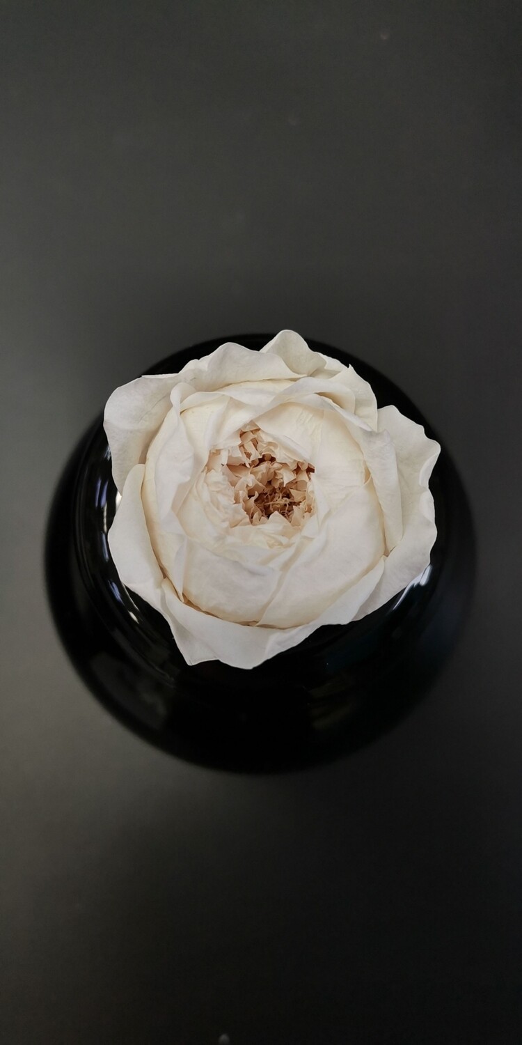 Роза кремовая 3,5-4см пионовидная стабилизированная