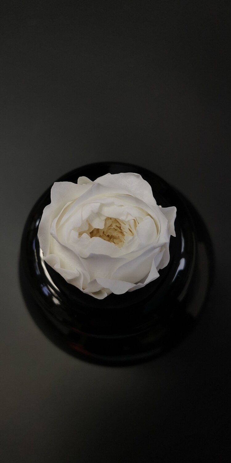 Роза белая 3-3,5см пионовидная стабилизированная