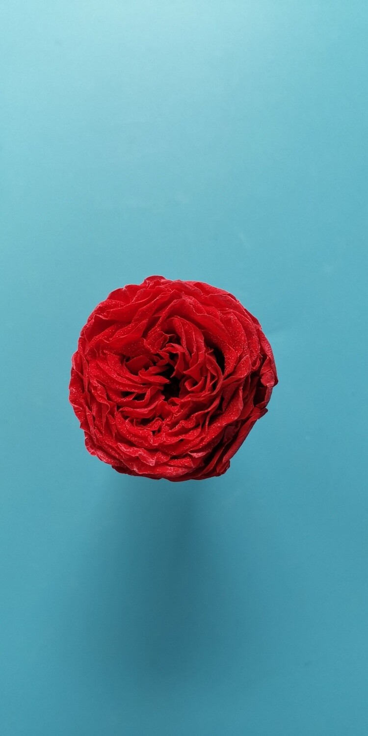 Роза красная 3см пионовидная стабилизированная распродажа 