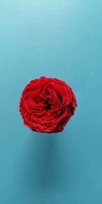 Роза красная 3см пионовидная стабилизированная распродажа 