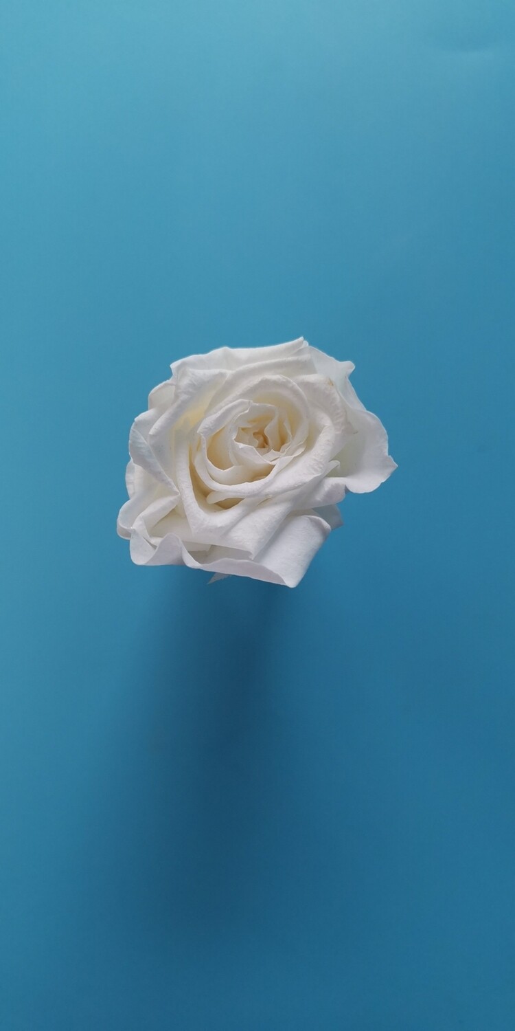 Роза белая 2-2,5см стабилизированная
