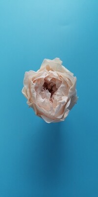 Роза розовая пастель 3-4см пионовидная стабилизированная