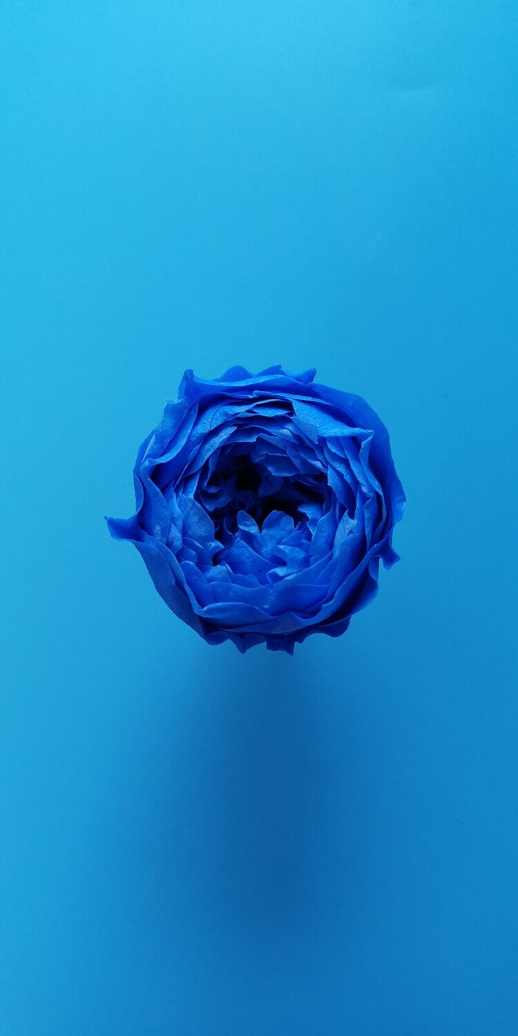 Роза синяя 4см пионовидная стабилизированная