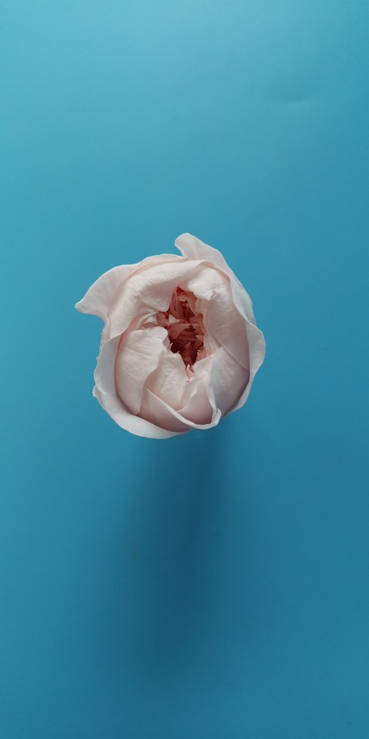 Роза розовая бледная 2,5-3см пионовидная стабилизированная