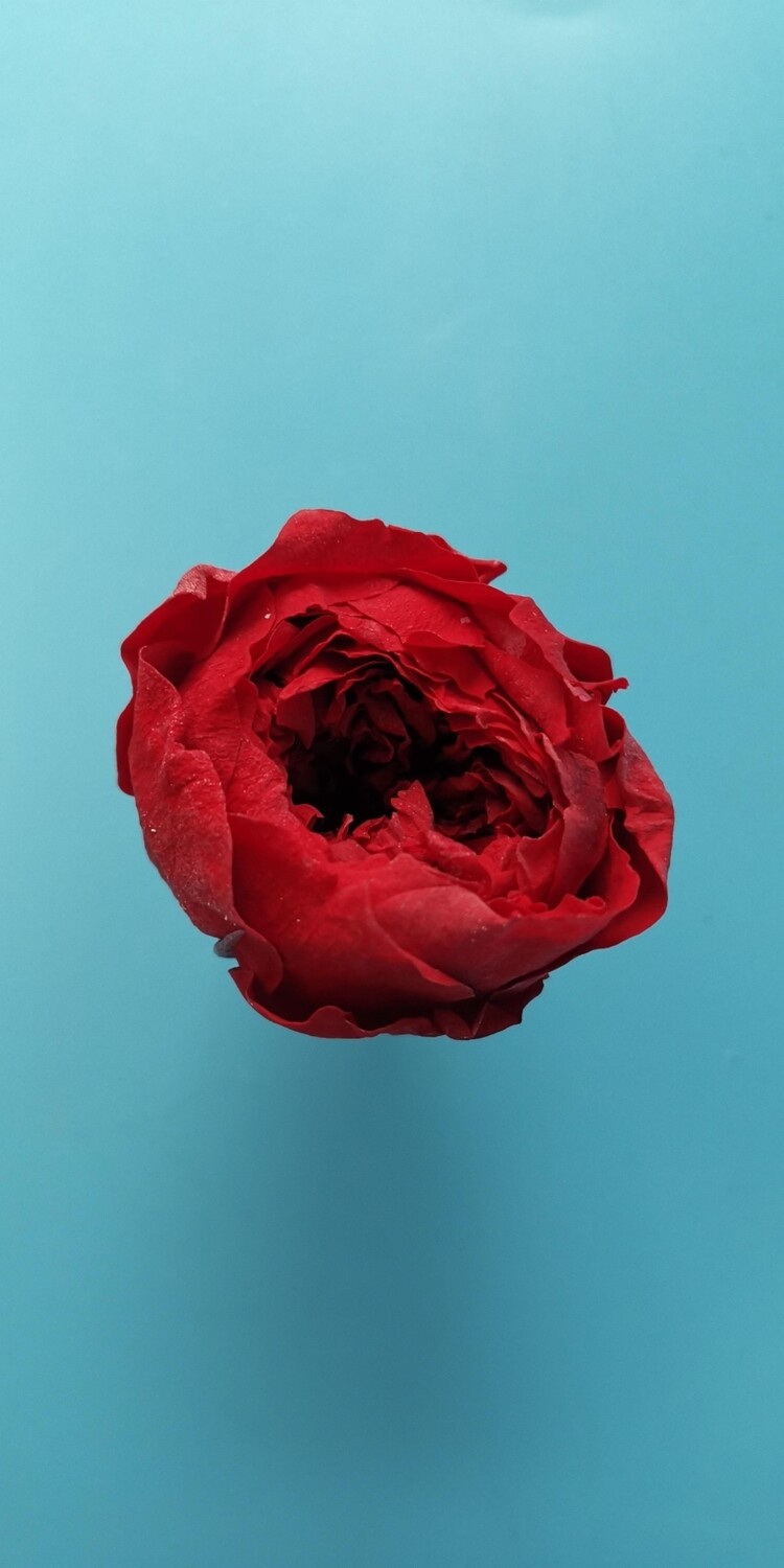 Роза бордовая 3-3,5см пионовидная стабилизированная