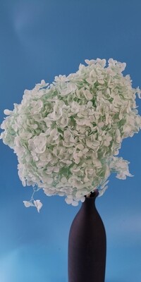 Hydrangea stabilized mint