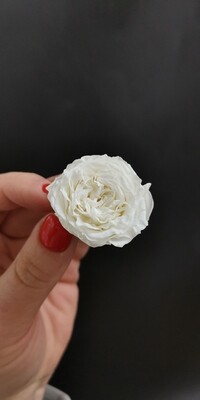 Роза белая 2,5-3см пионовидная стабилизированная