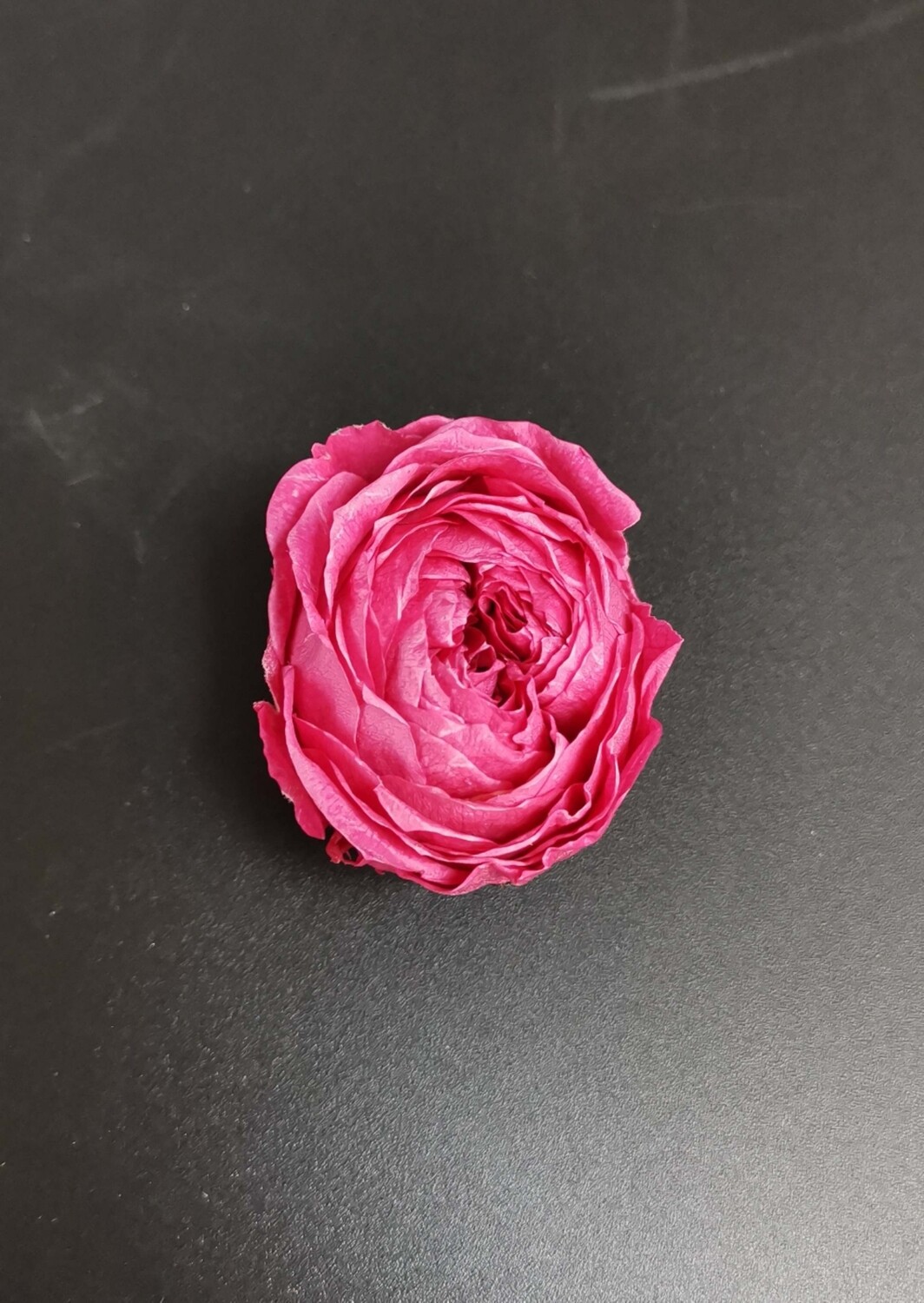 Роза малиновая 3см пионовидная стабилизированная