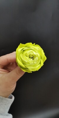 Роза салатовая 4см пионовидная стабилизированная 