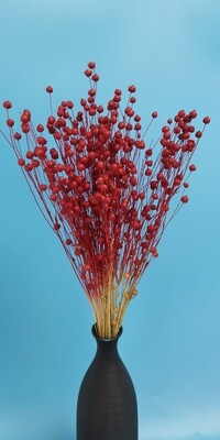 ​Flax dried flowers red