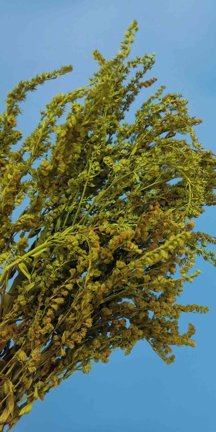 Солидаго салатовый сухоцвет