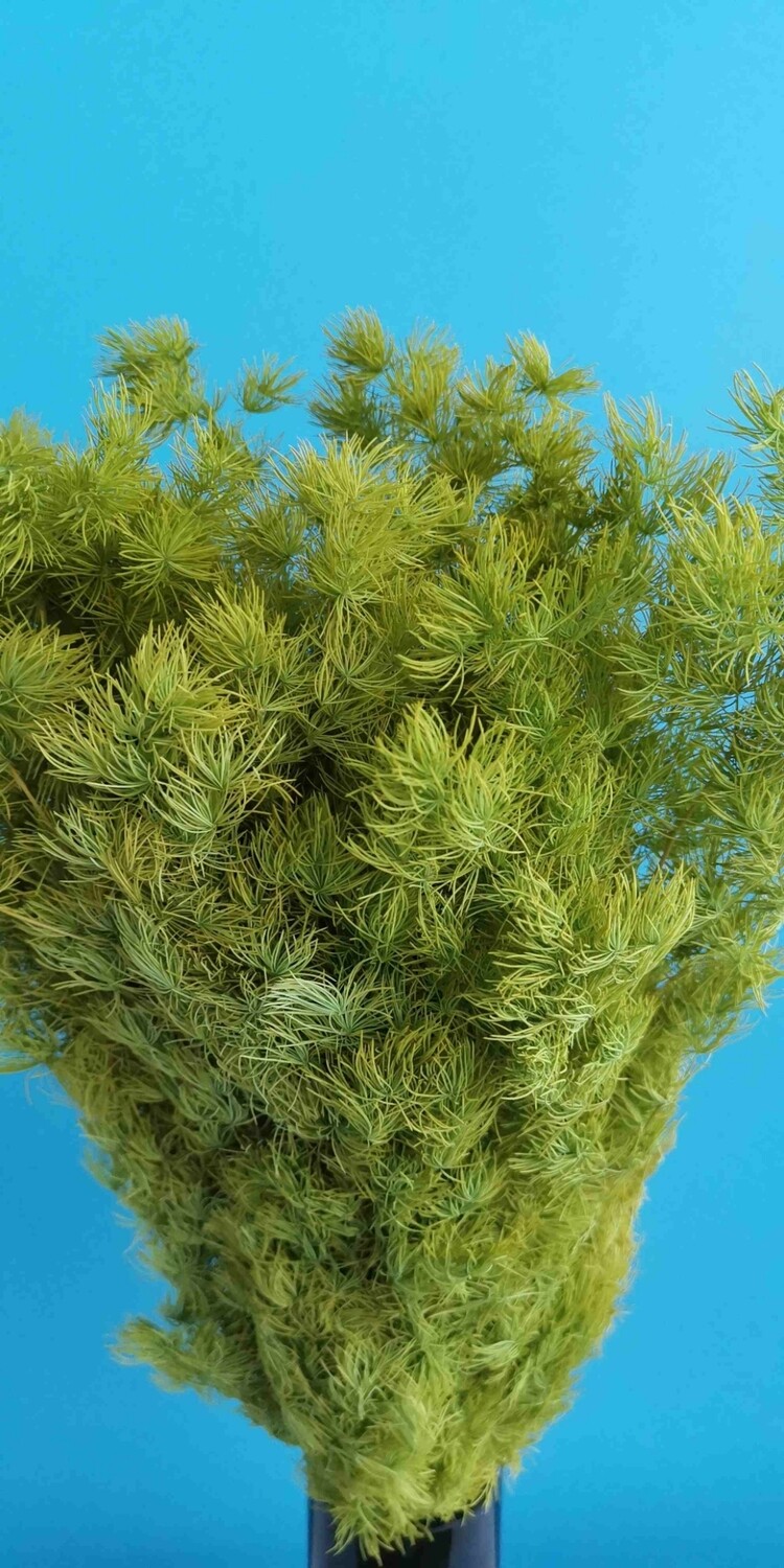 Аспарагус зелёный травяной стабилизированный