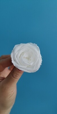 Роза белая 3,5-4см  стабилизированная