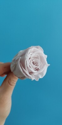 Роза нюд 3,5-4см стабилизированная