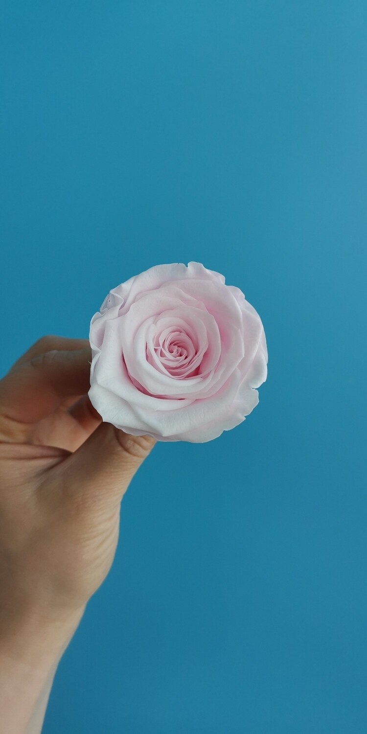 Роза розовая нежная 4см стабилизированная