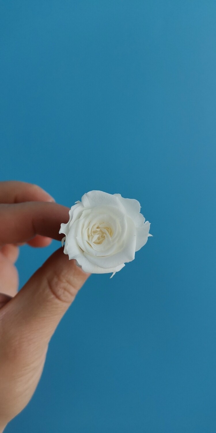 Роза белая 2-2,5 см стабилизированная