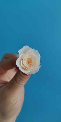 Роза персиковая нежная 2-2,5см стабилизированная