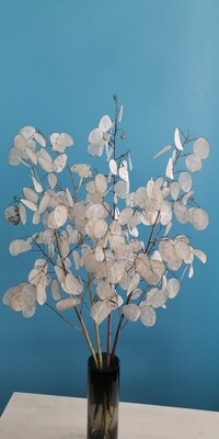 Lunaria dried silver