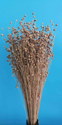 ​Flax natural dried flower