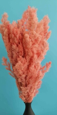 ​Asparagus bright pink stabilized