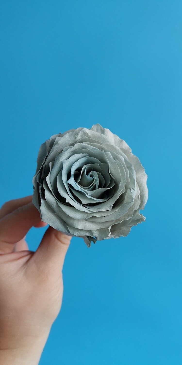 Роза синяя пыльная 5-6см стабилизированная 