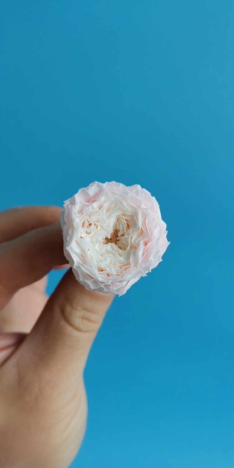 Роза бело-розовая 2-2,5см пионовидная стабилизированная
