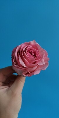 Роза розовая 5-6см стабилизированная