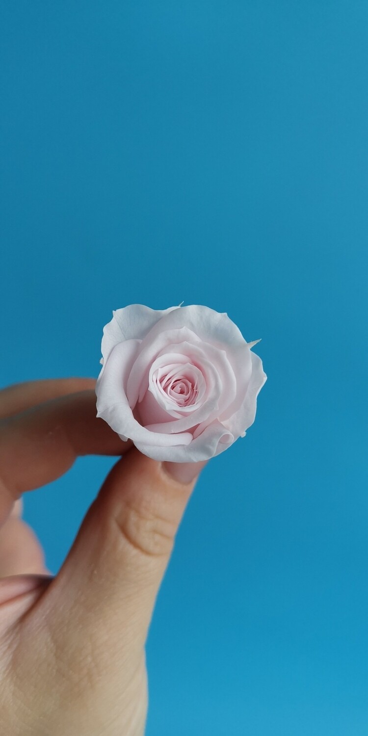Роза розовая 2,5см стабилизированная