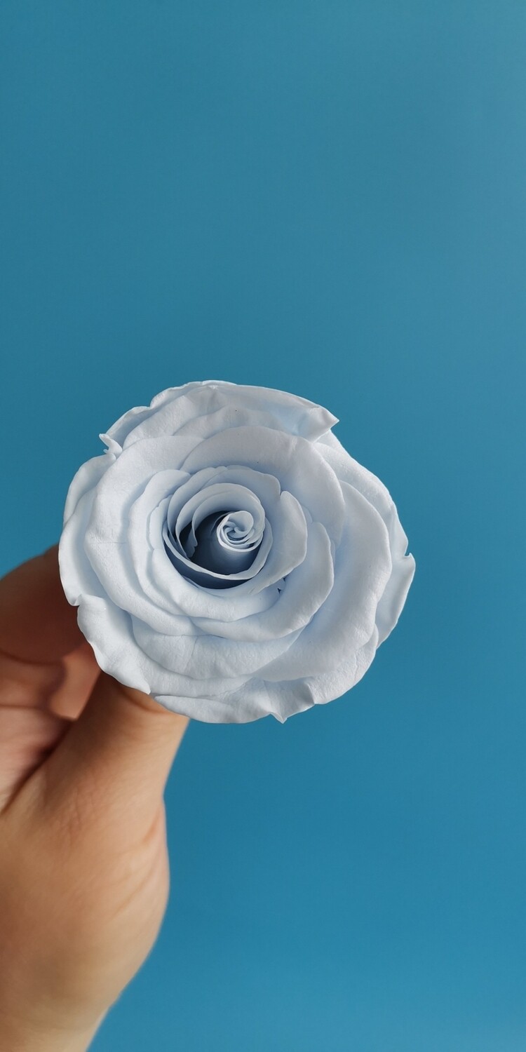 Роза голубая 4-5см стабилизированная