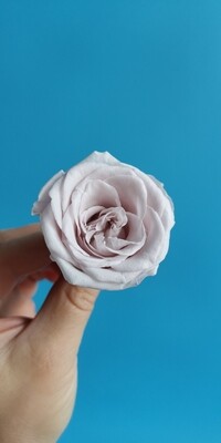 Роза розовая бледная 3см стабилизированная