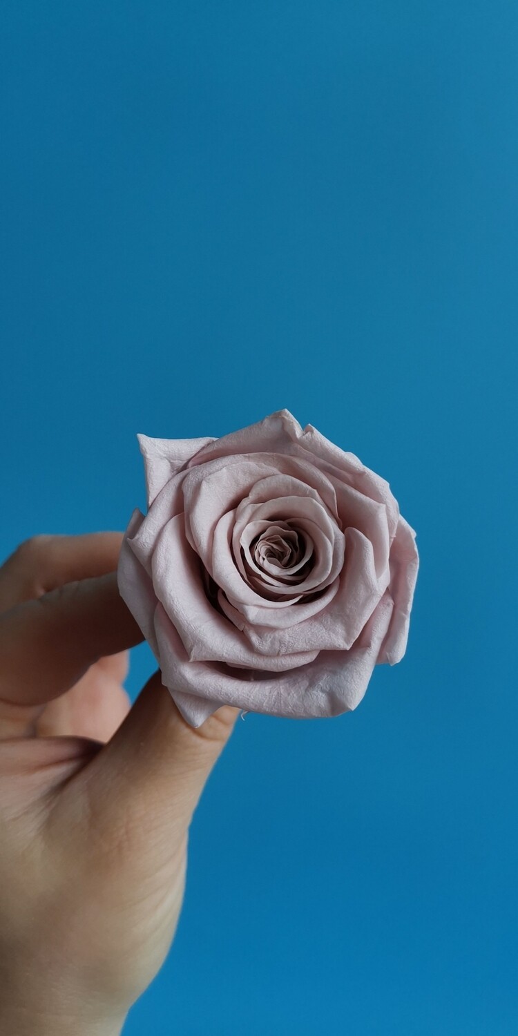 Роза мокко 4см стабилизированная