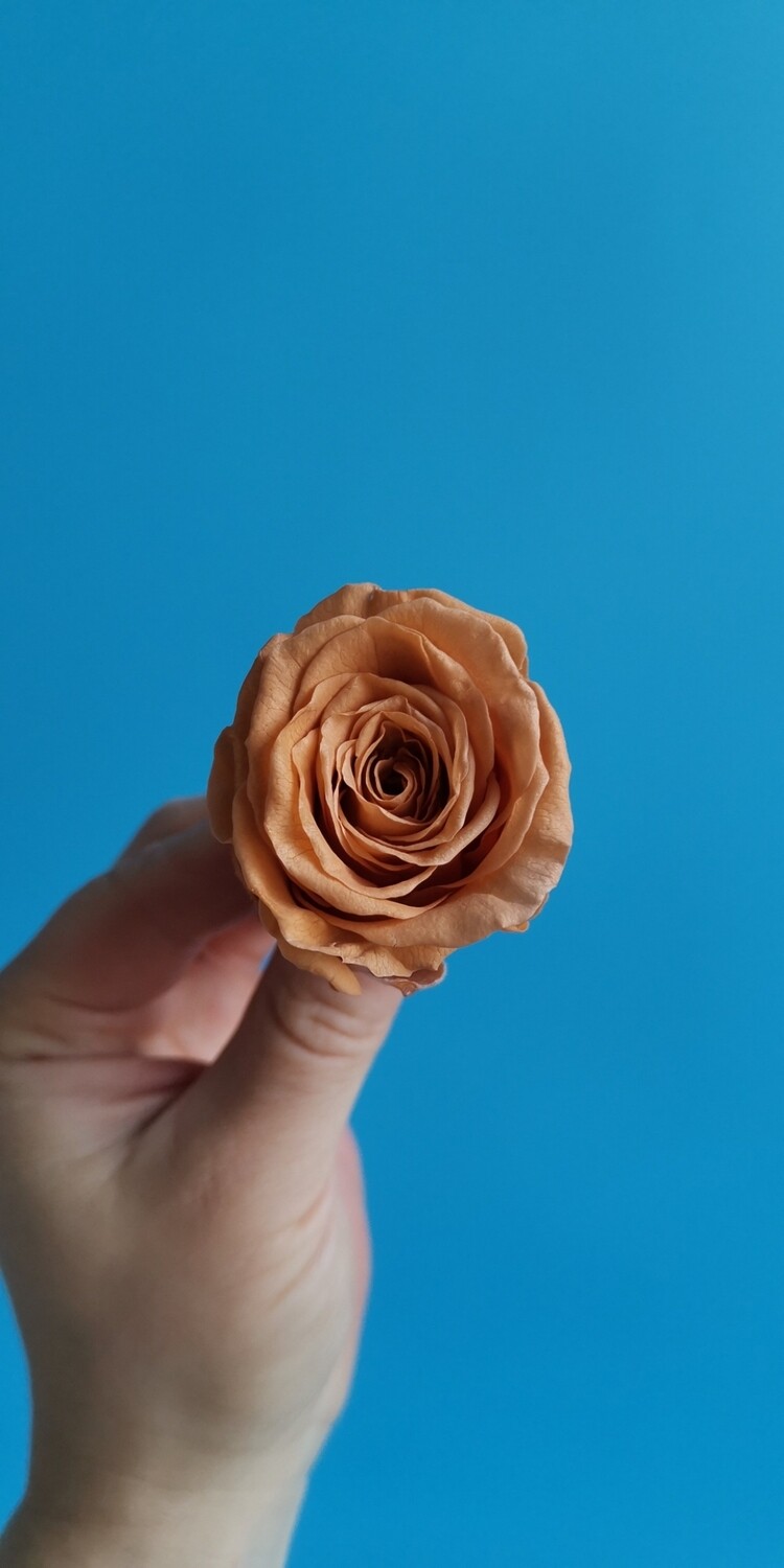 Роза карамель 3см стабилизированная