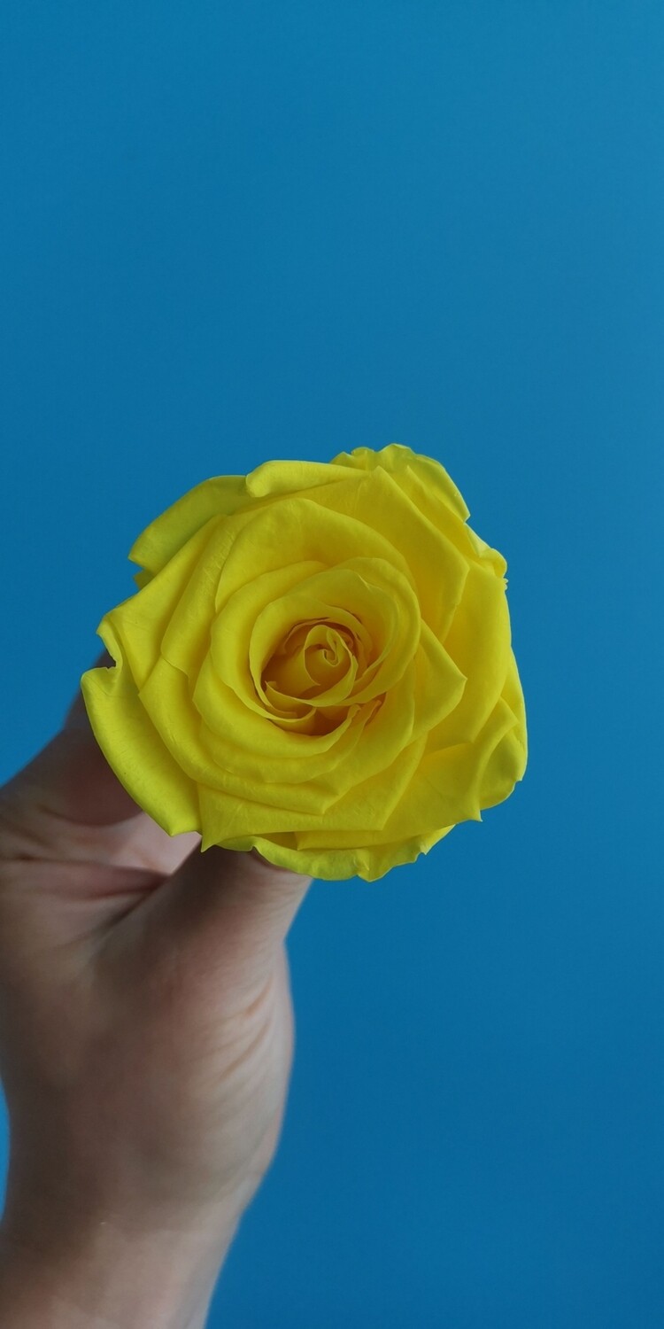 ​Stabilized rose bud 6cm yellow sun shine