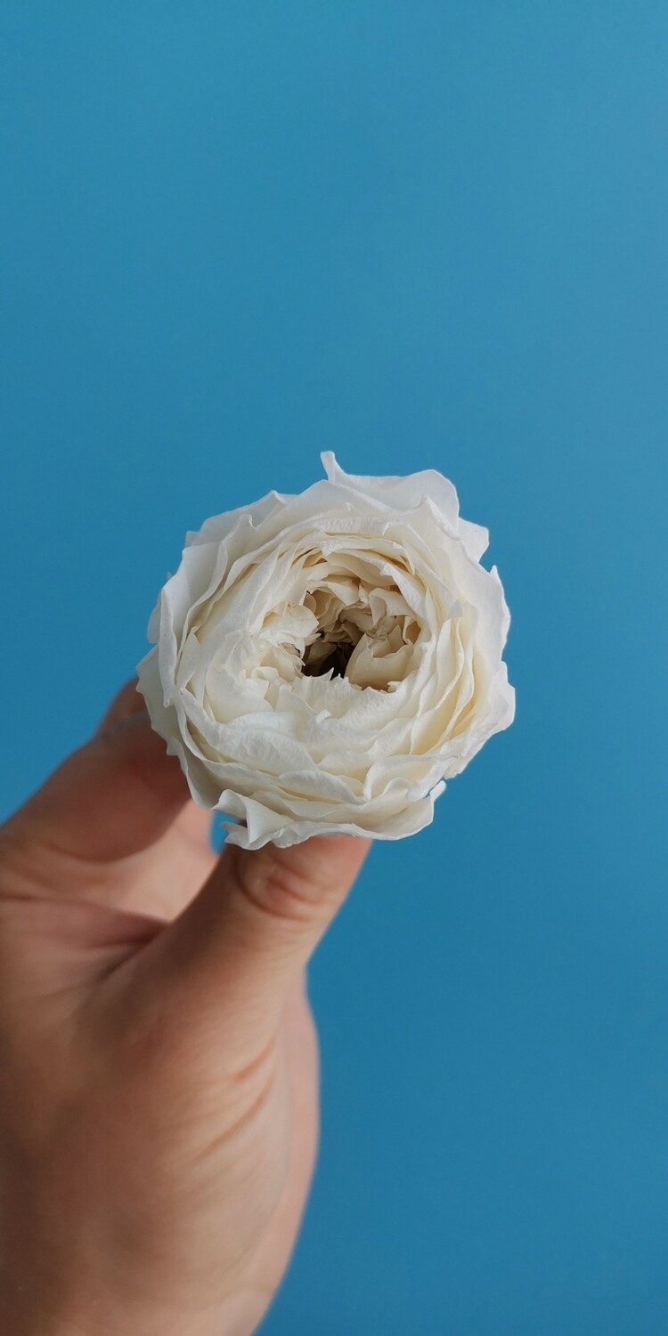 Роза белая 4-4,5см пионовидная стабилизированная
