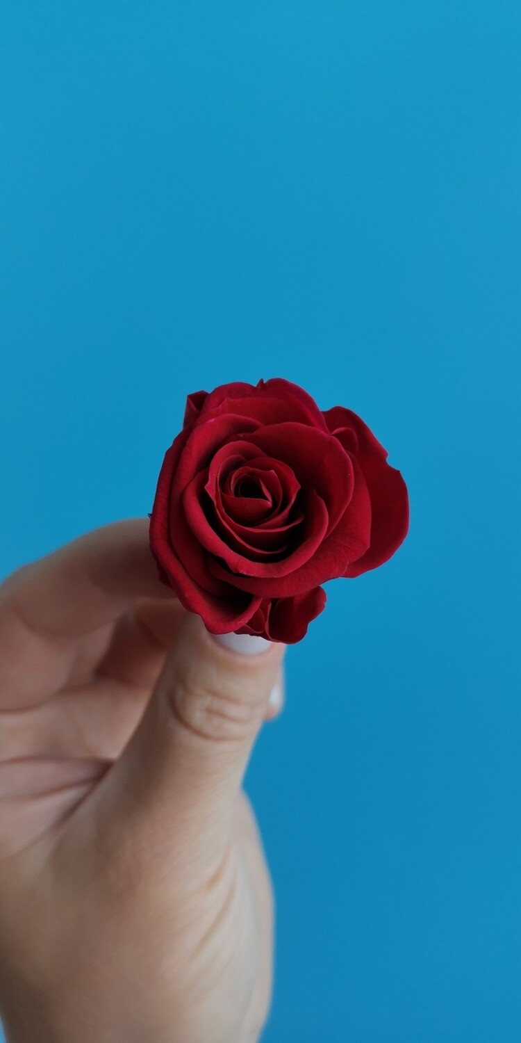 Роза красная 3-3,5см стабилизированная