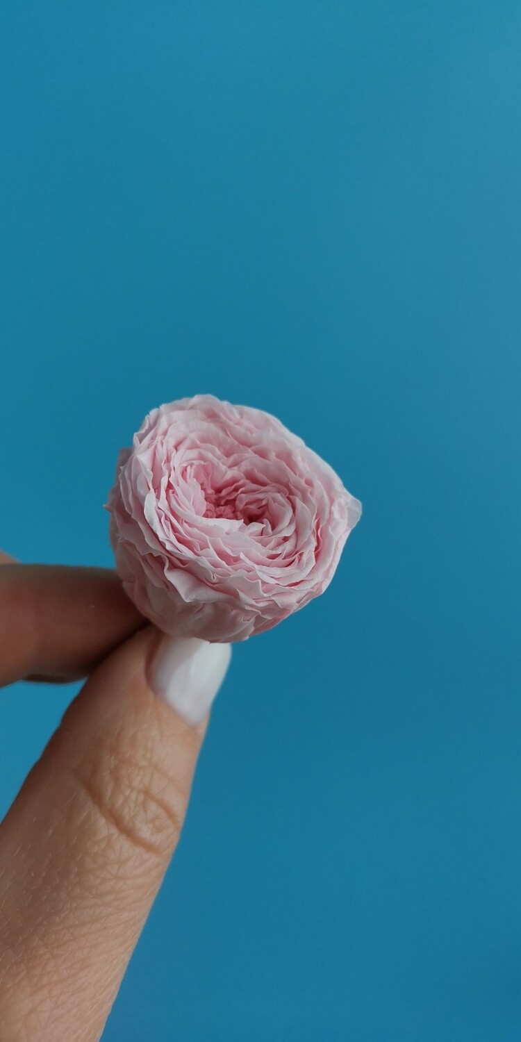 Роза розовая 2-2,5см пионовидная стабилизированная