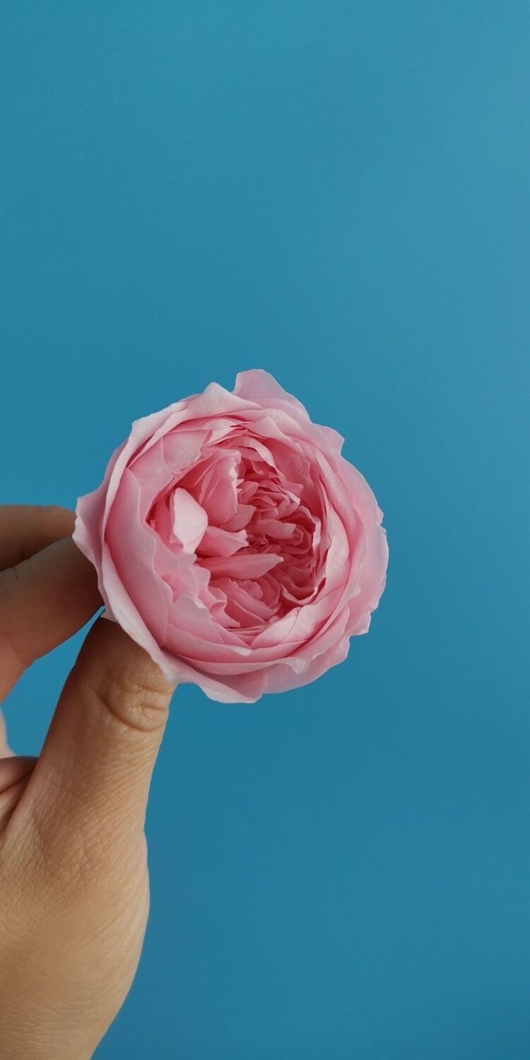 Роза розовая нежная 4см пионовидная стабилизированная