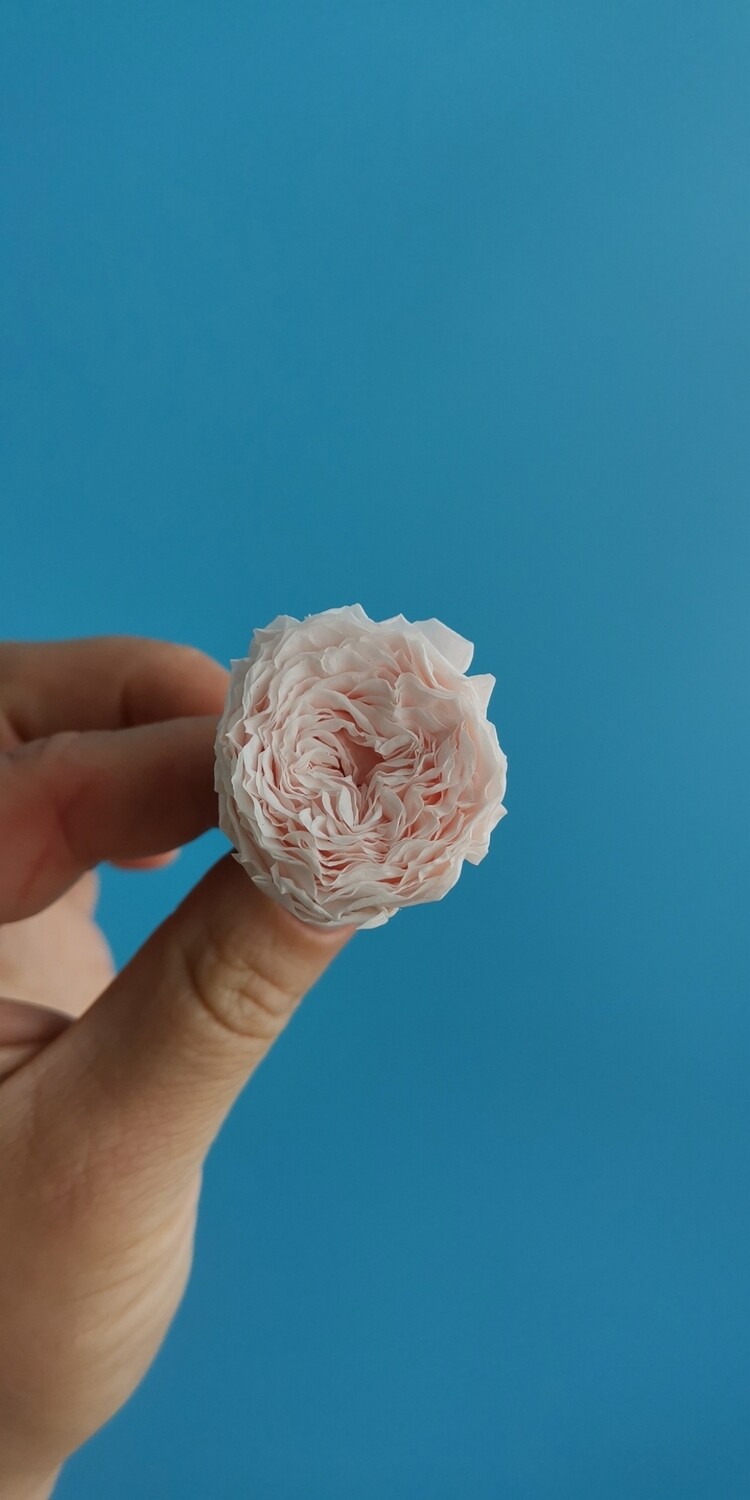 Роза розовая нежная 2,5см пионовидная стабилизированная
