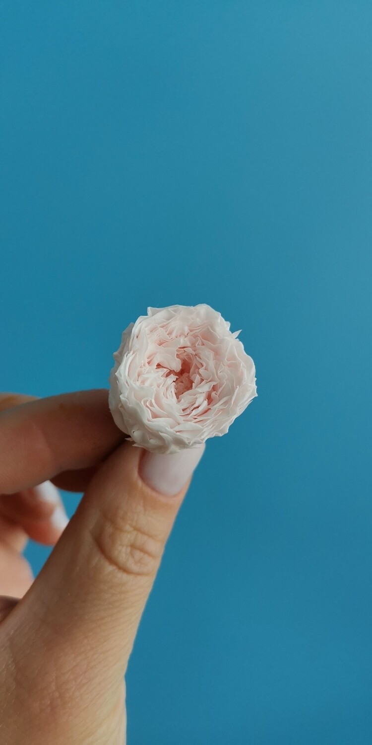 Роза розовая нежная 2-2,5см пионовидная стабилизированная