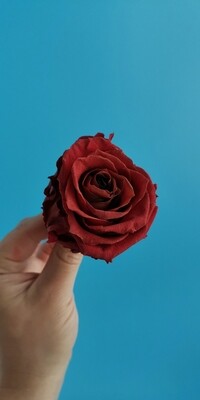 Роза бордовая 6,5-7см стабилизированная rouge