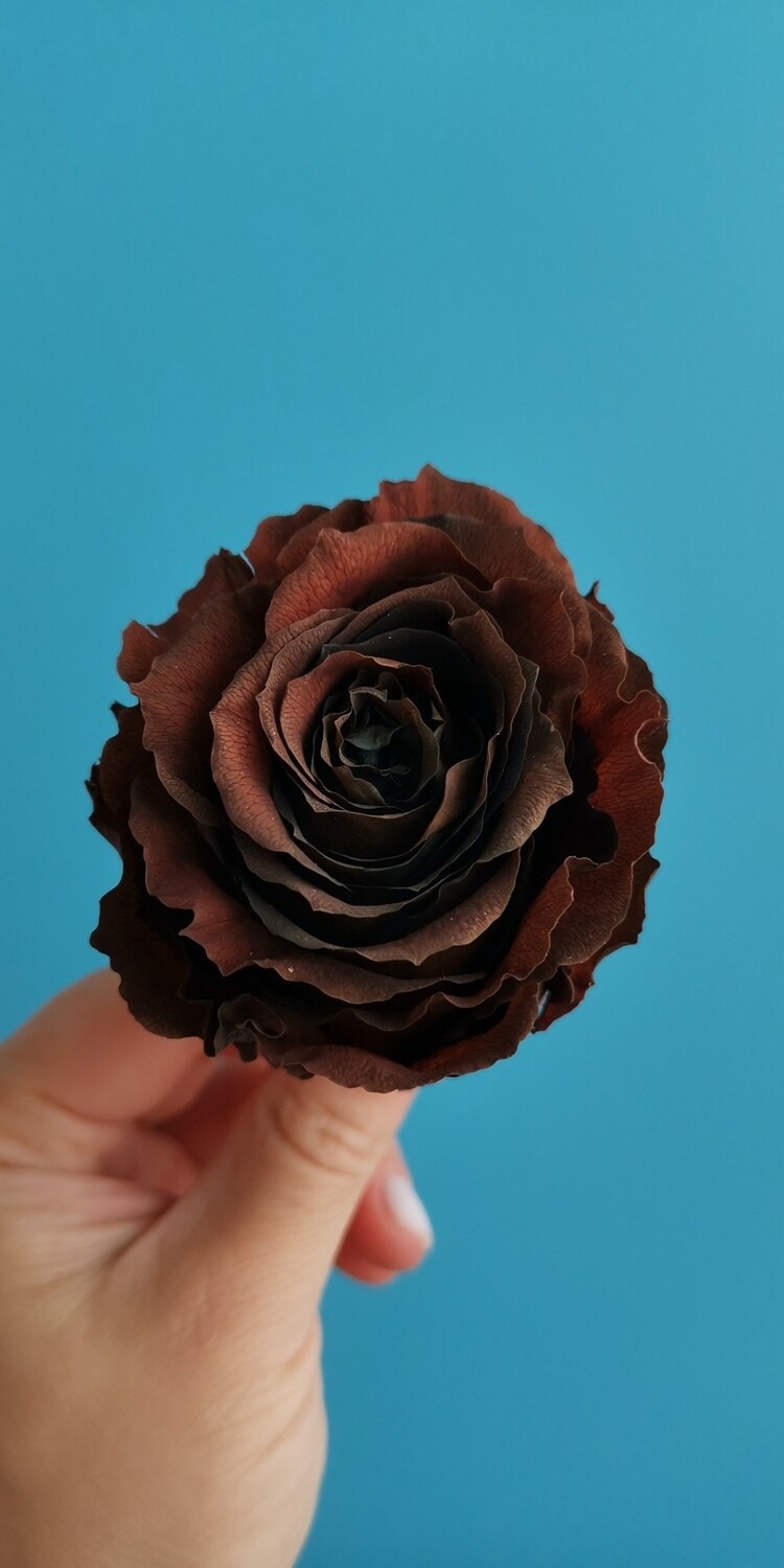Роза коричневая хамелеон 6,5-7см стабилизированная 