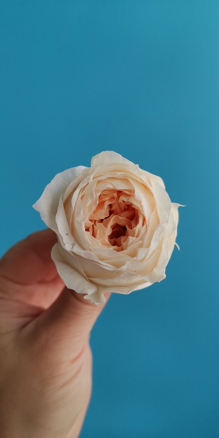 Роза персиковая 4см пионовидная